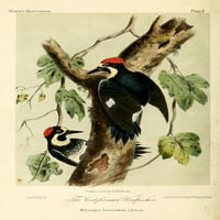 Californian Woodpecker Poster Print W.e. Hitchcock