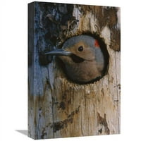 u. Sjeverni Flicker Woodpecker u gnijezdu šupljine, Slana, Aljaska Art Print - Michael Quinton