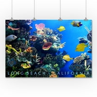 Long Beach, Kalifornija - Šareno riba i koralj - FALNERN PRESS PHOTOGRAFIJA