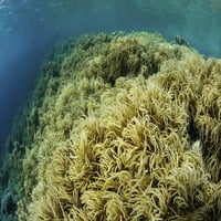 Meki koralji napreduju na plitkom grebenu u Nacionalnom parku Wakatobi, Indonezija. Poster Print Ethan