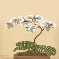 Phalaenopsis Schilleriana biljka je orhidejskog roda falaenopsisa i endemske vrste na Filipinima. Ima