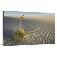 Global Gallery In. Saaaptree Yucca Uzgoj u gips pijesku, bijeli pijesak National Monument, New Mexico