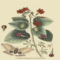 Caryophyllus - Dianthus & Moth Poster Print by Catesby Catesby